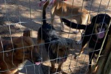 PL proposta por Eduardo Leite traz alerta aos animais vítimas das enchentes e que se encontram abrigos