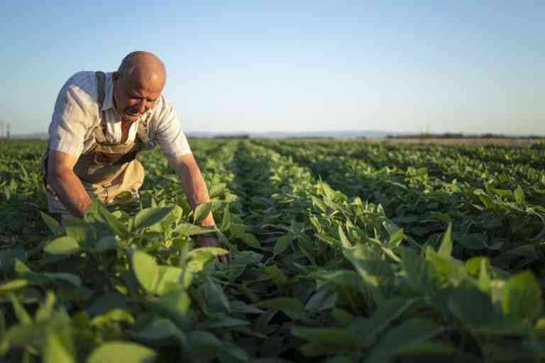 Aposentadoria para quem trabalha no campo tem regras próprias
