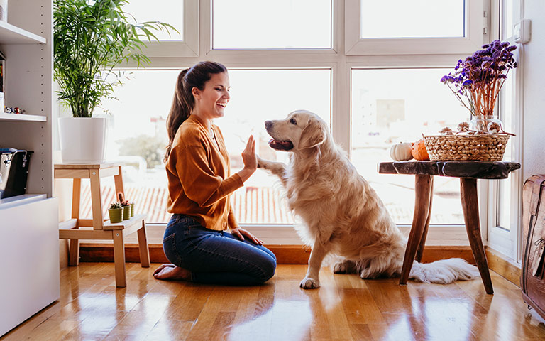 O que Diz o Código Civil sobre Animais em Condomínio?