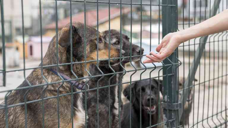 OAB GOIÁS E OAB DF se unem em campanha contra o abandono de animais