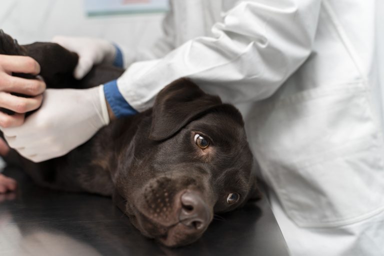 Clínica veterinária deve indenizar cliente por morte de animal de estimação