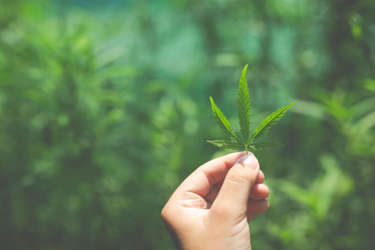 STJ prorroga prazo para regulamentação do cultivo medicinal da cannabis até 30 de setembro